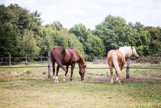 2 chevaux dans un pré